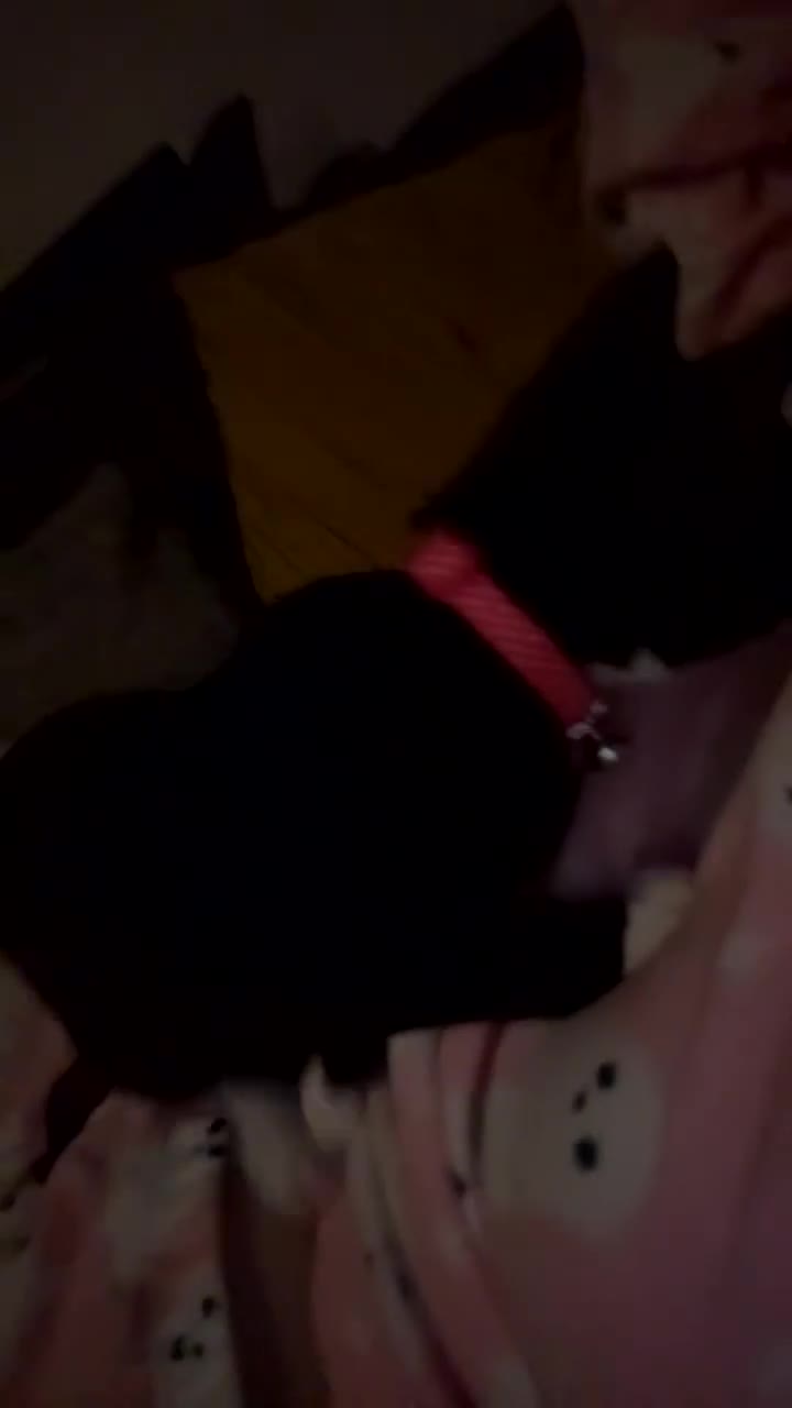 Domestic Shorthair cats for sale: Beautiful Tuxedo female - Video 1