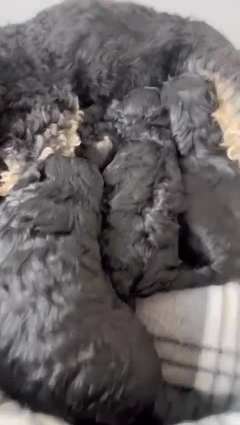 Cavapoo dogs for sale: READY TO LEAVE FOR THEIR NEW ADVENTURES  - Video 2