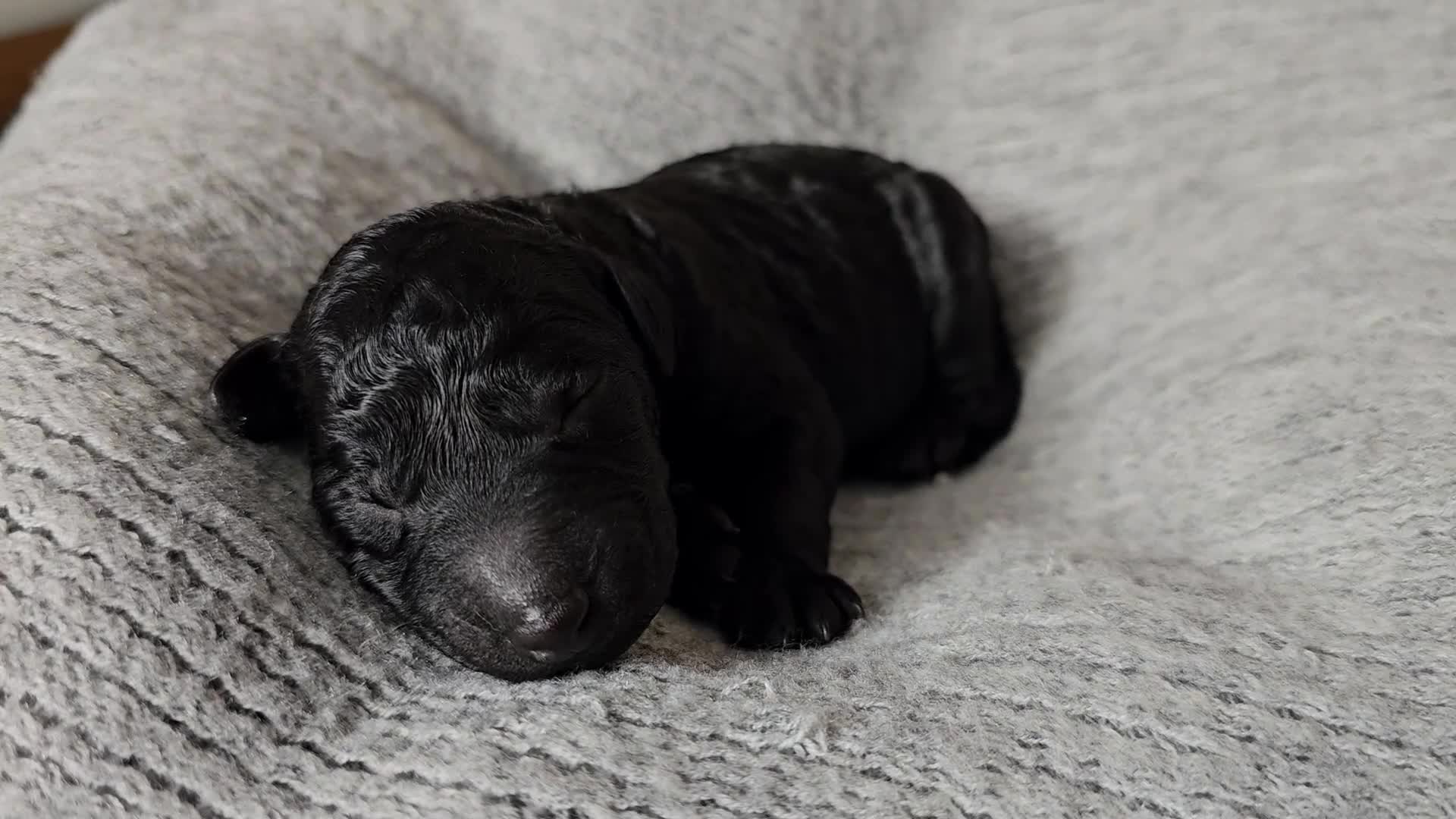 Goldendoodle dogs for sale: Exceptional Medium Goldendoodle pups for sale - Video 1