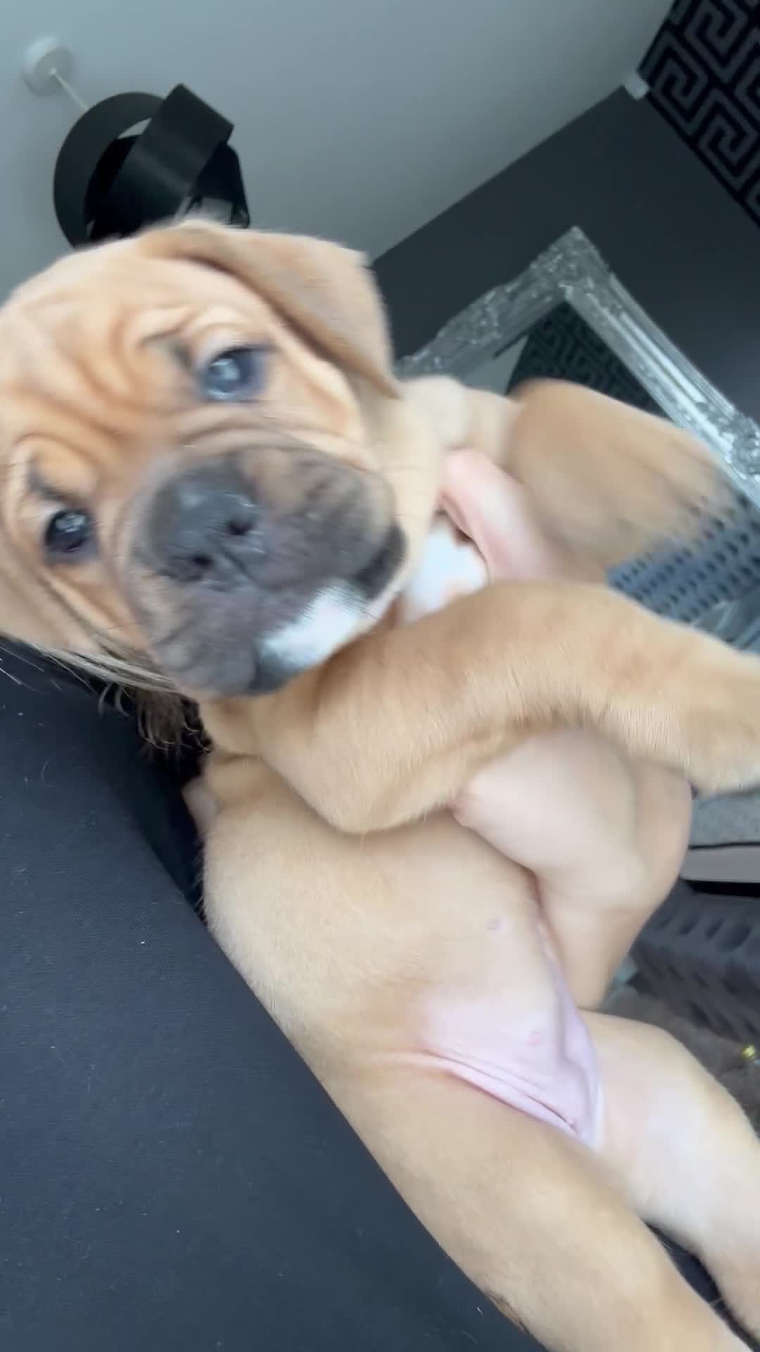Mixed Breed dogs for sale: Beautiful family pet in Sunderland - Video 4