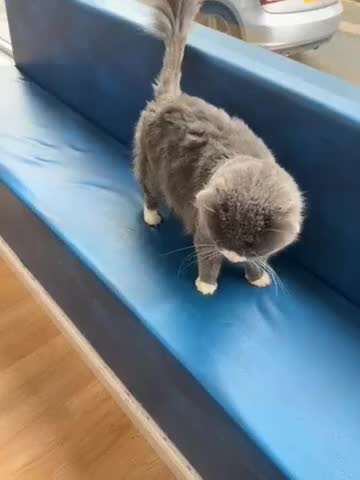 Siberian cats for sale: siberian male - Video 1