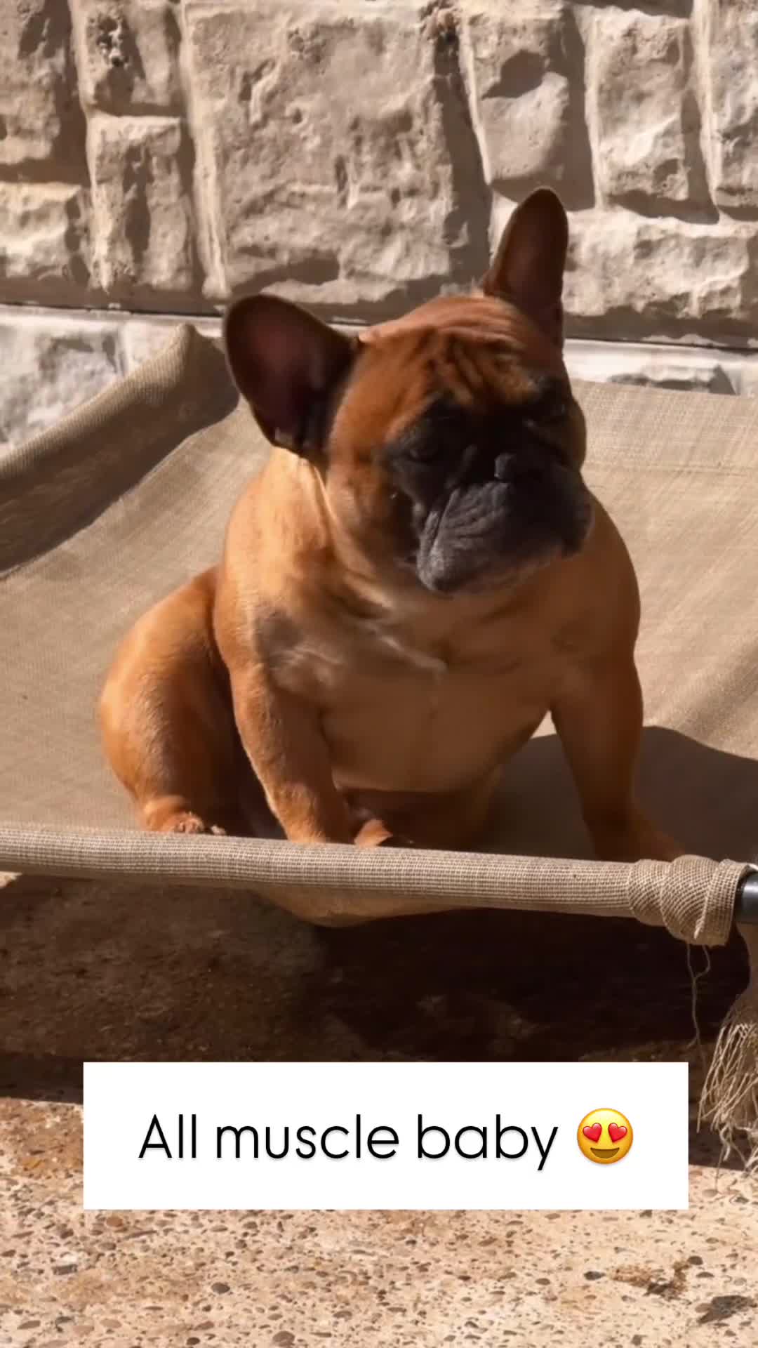 French Bulldog dogs for sale: Champion Sired Fawn / red fawn French bulldogs - Video 1