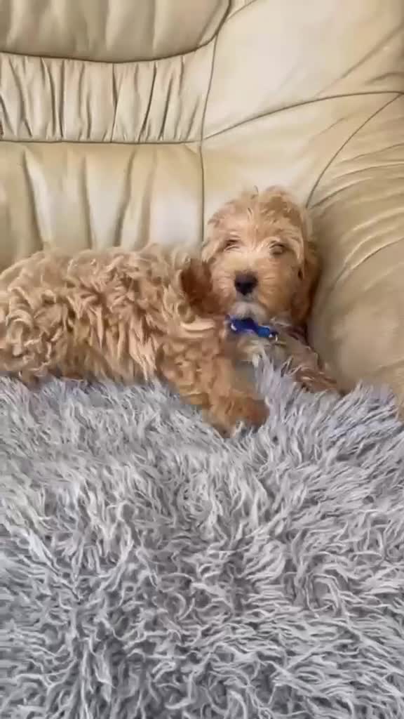 Cavapoo dogs for sale: Girls and boys available  - Video 1