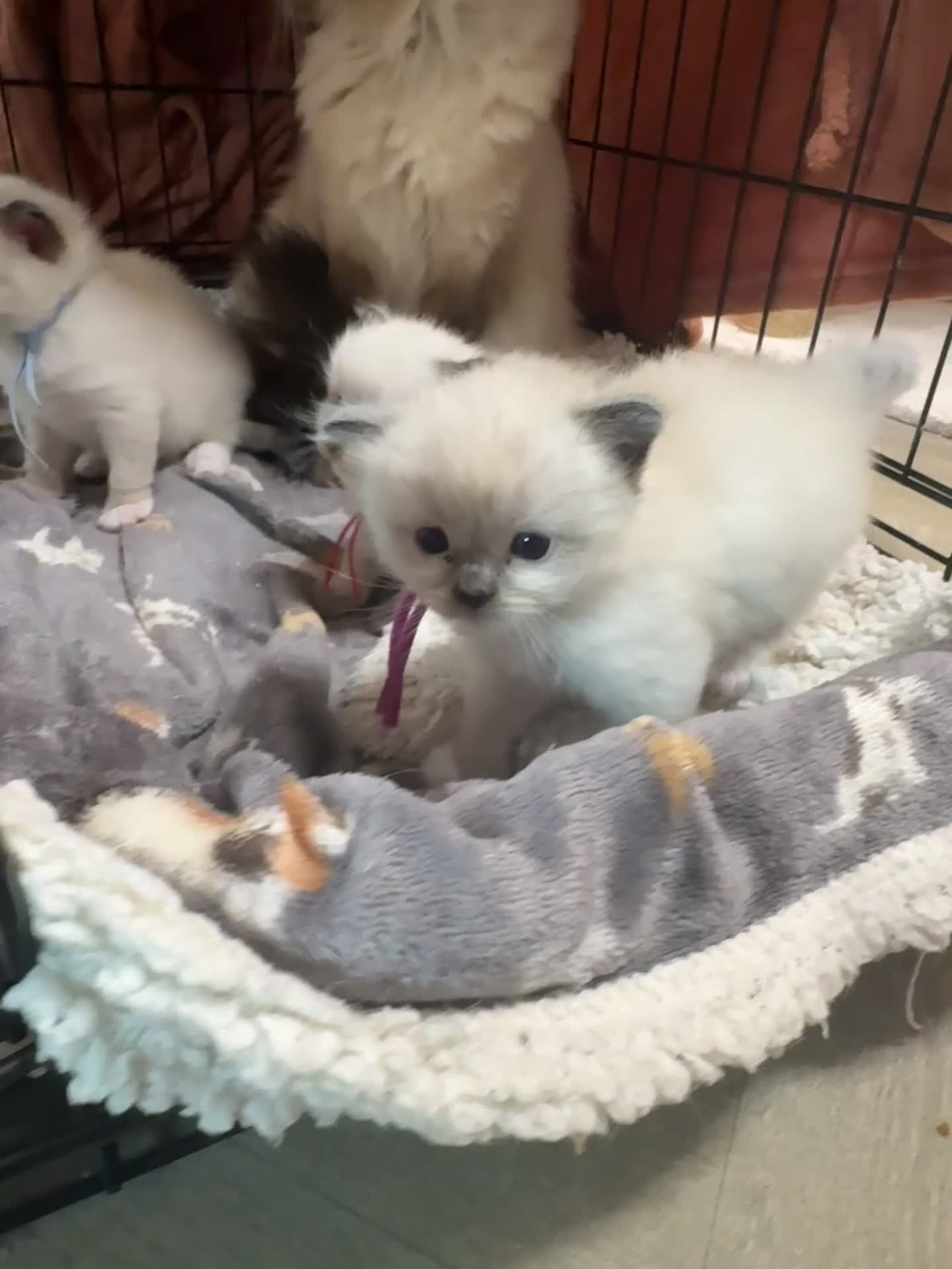 Ragdoll cats for sale: 3 Ragdoll kittens  in Knottingley - Video 1