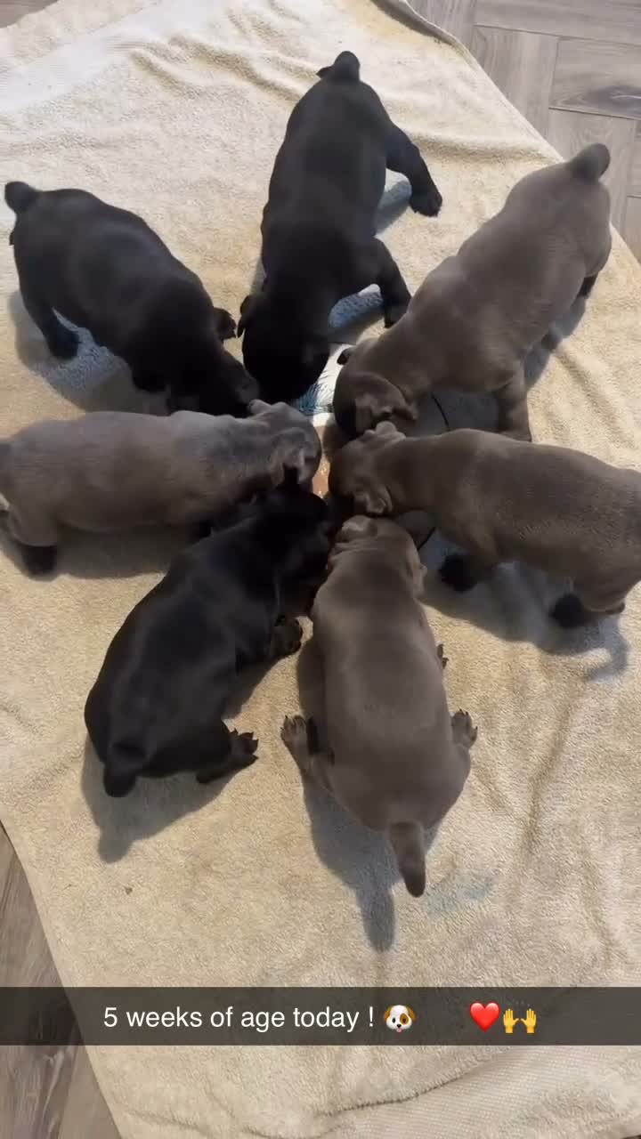 Staffordshire Bull Terrier dogs for sale: CH/KC Staffordshire Bull Terriers  - Video 1