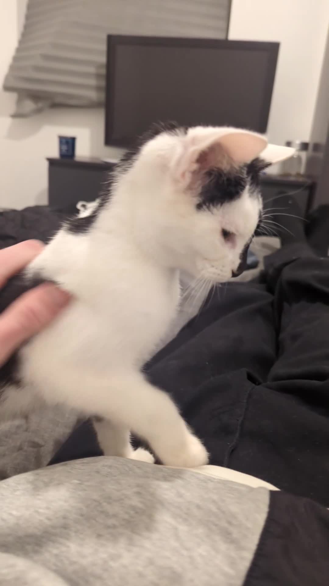 British Shorthair cats for sale: Black and white Magpie - Video 2