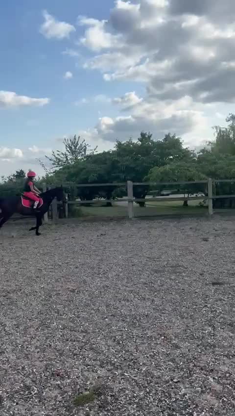 Arabian horse horses for sale: Part Bred 14.2hh Arab alrounder - Video 2
