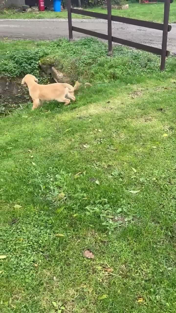 Golden Retriever dogs for sale: Beautiful KC dark gold healthy boys - Video 1