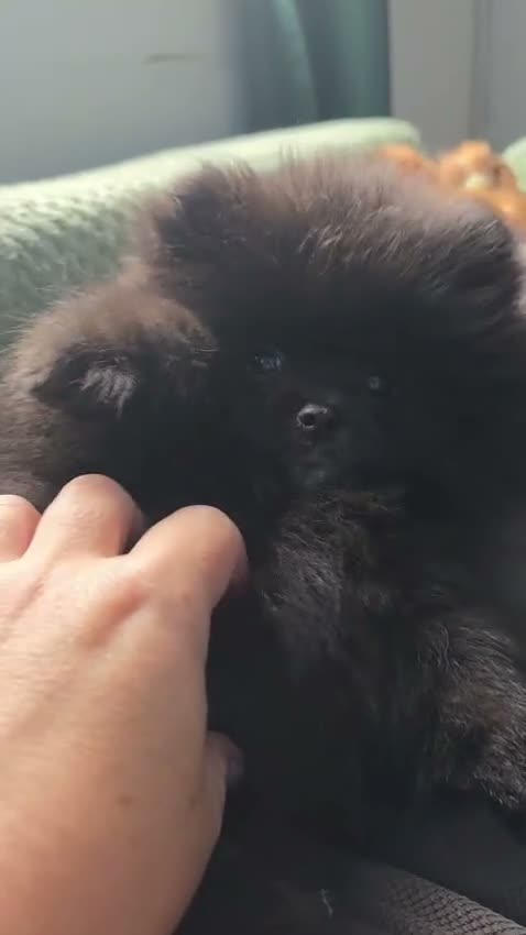 Pomeranian dogs for sale: Kennel Club Registered Pomeranian Puppies - Video 4