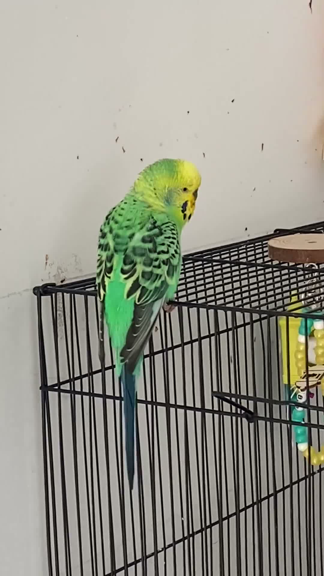 Budgerigars birds for sale: Lovely Budgie & set up. Aviary/Flock Home Only in Edinburgh - Video 1