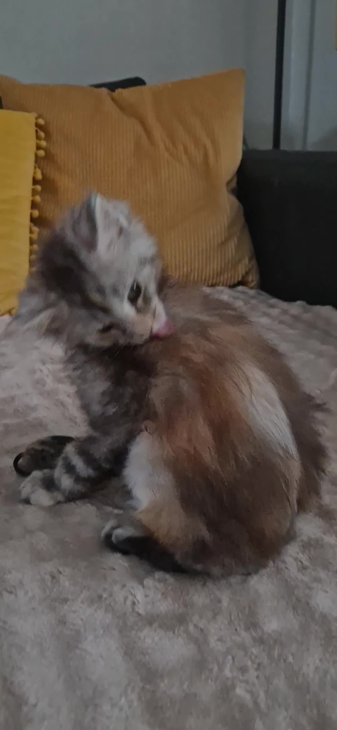 Maine Coon cats for sale: Last  full Maine coone girl . - Video 1