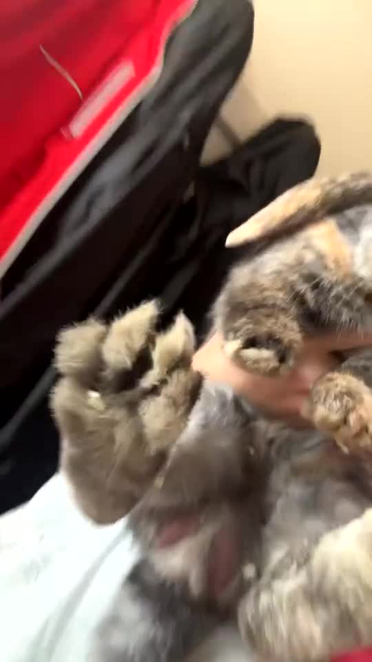 English Lop rabbits for sale: Brothers For Sale! - Video 1