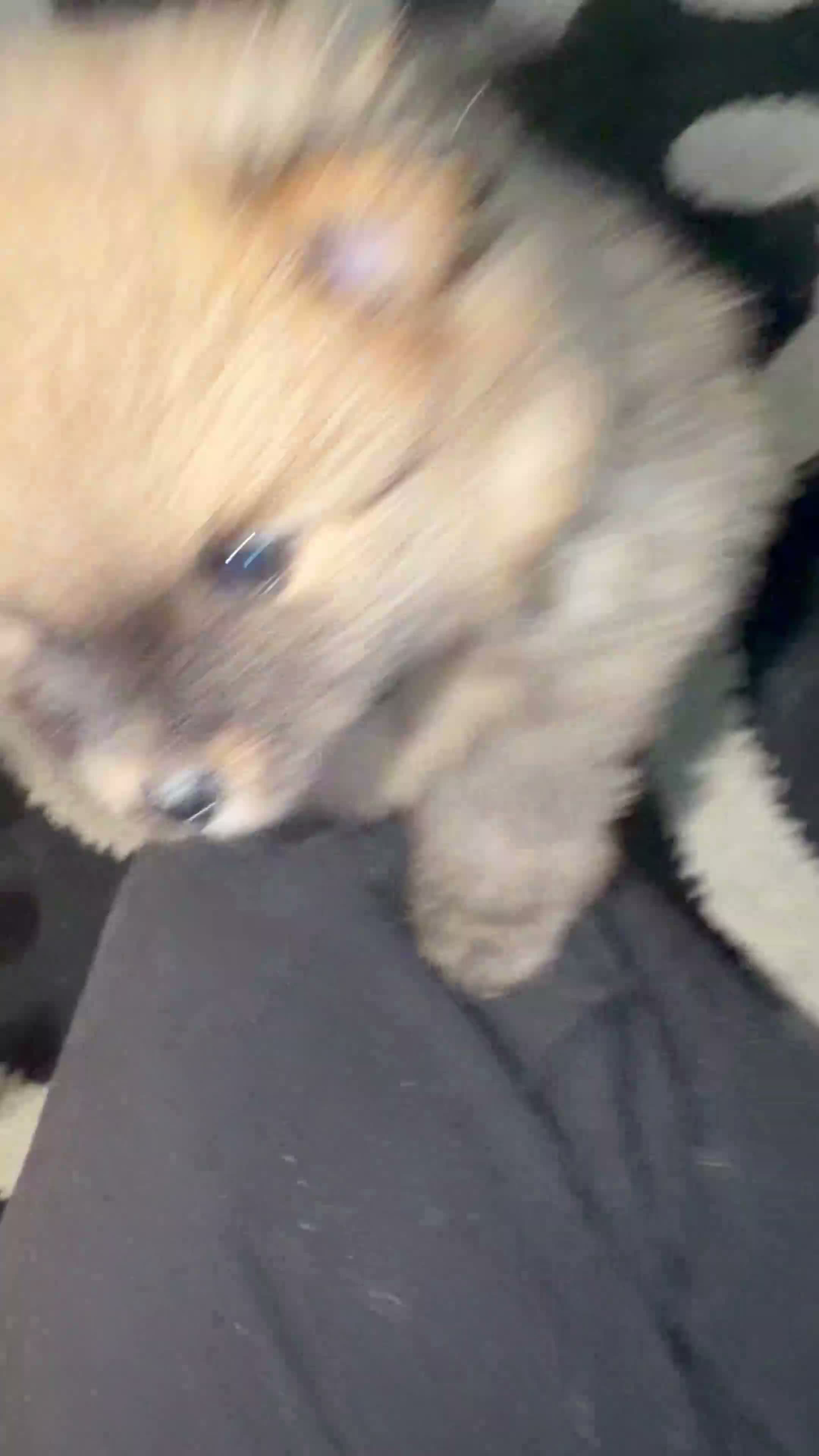 Pomeranian dogs for sale: Pomeranian puppies - Video 1