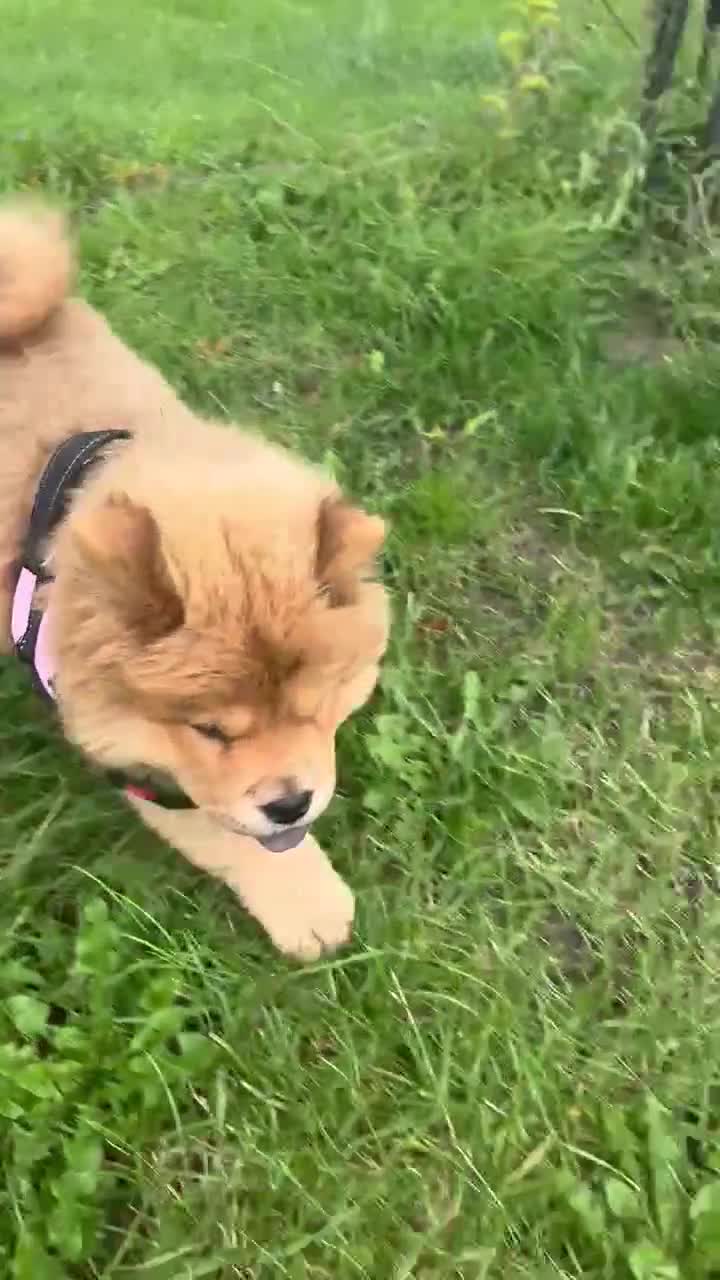 Chow Chow dogs for sale: Beautiful Chunky KC Chow Puppies - Video 1