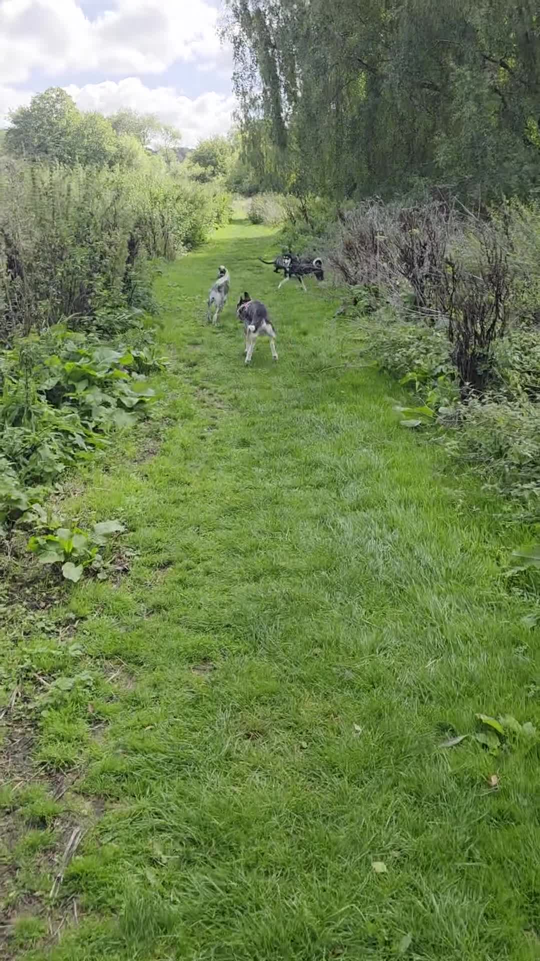 Mixed Breed dogs for sale: Dexter  - Video 2