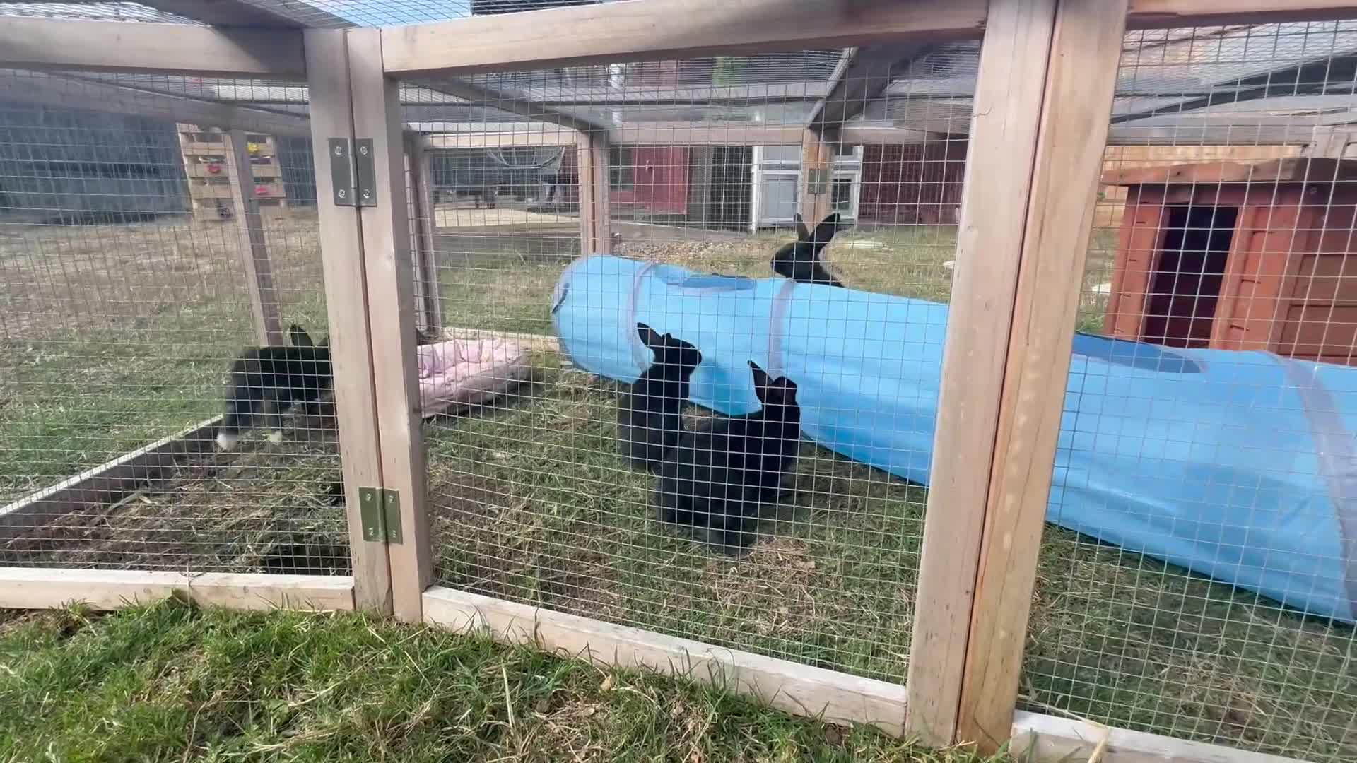 Mixed Breed rabbits for sale: Dwarf Rabbits, beautiful colours  - Video 1