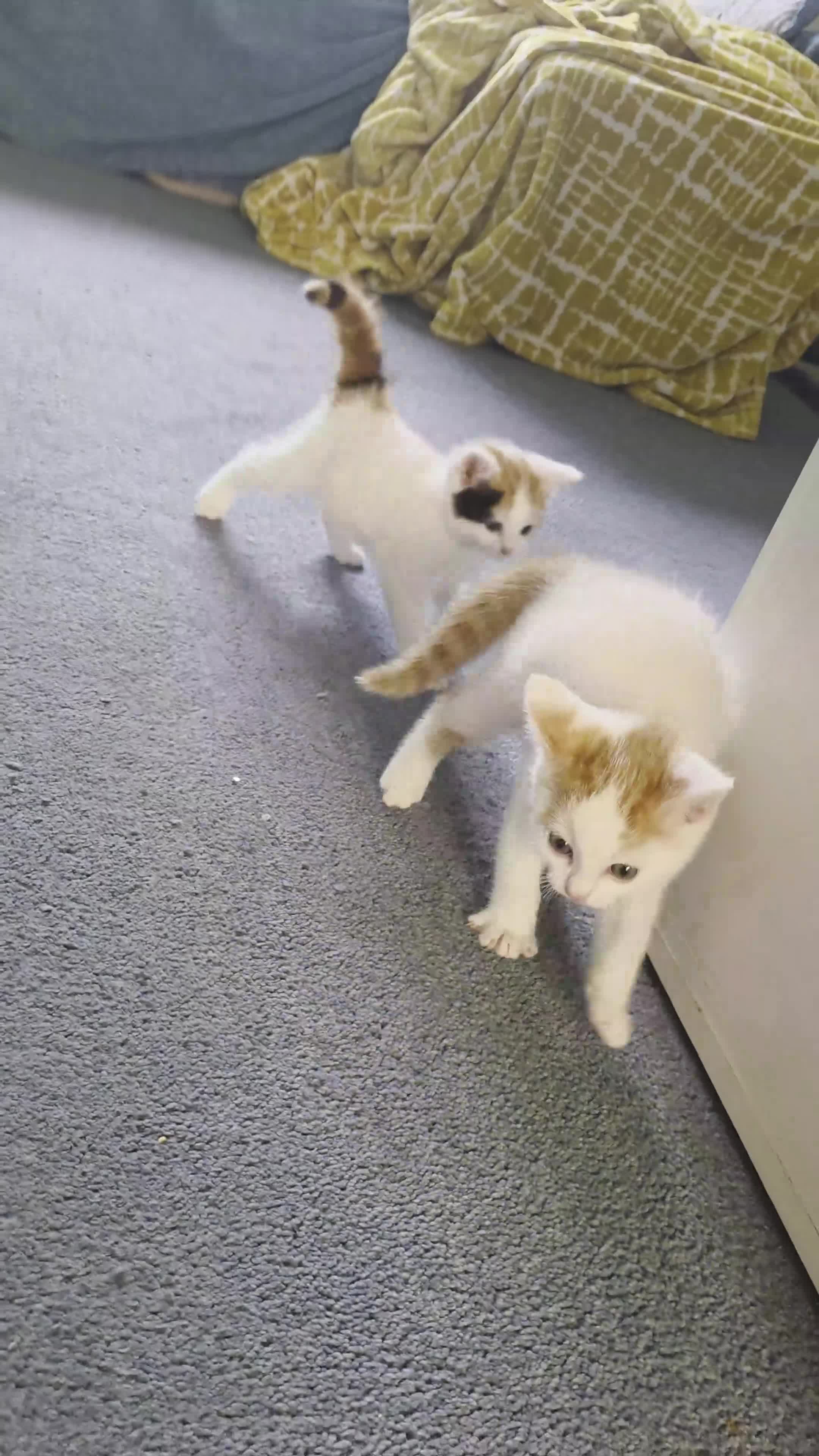 Mixed Breed cats for sale: Adorable Kittens Ready for Their Forever Homes!  - Video 1