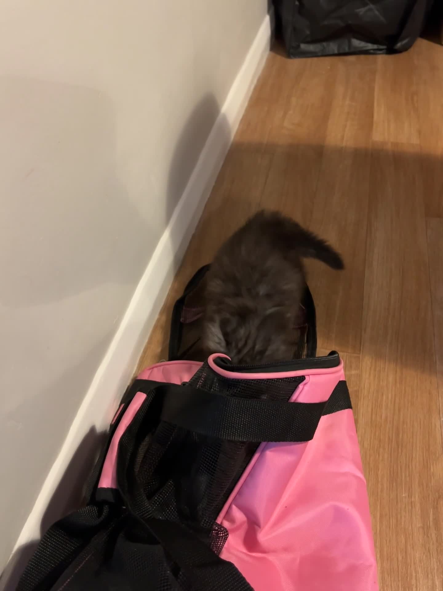 Persian cats for sale: Beautiful Persian Boy - Video 1