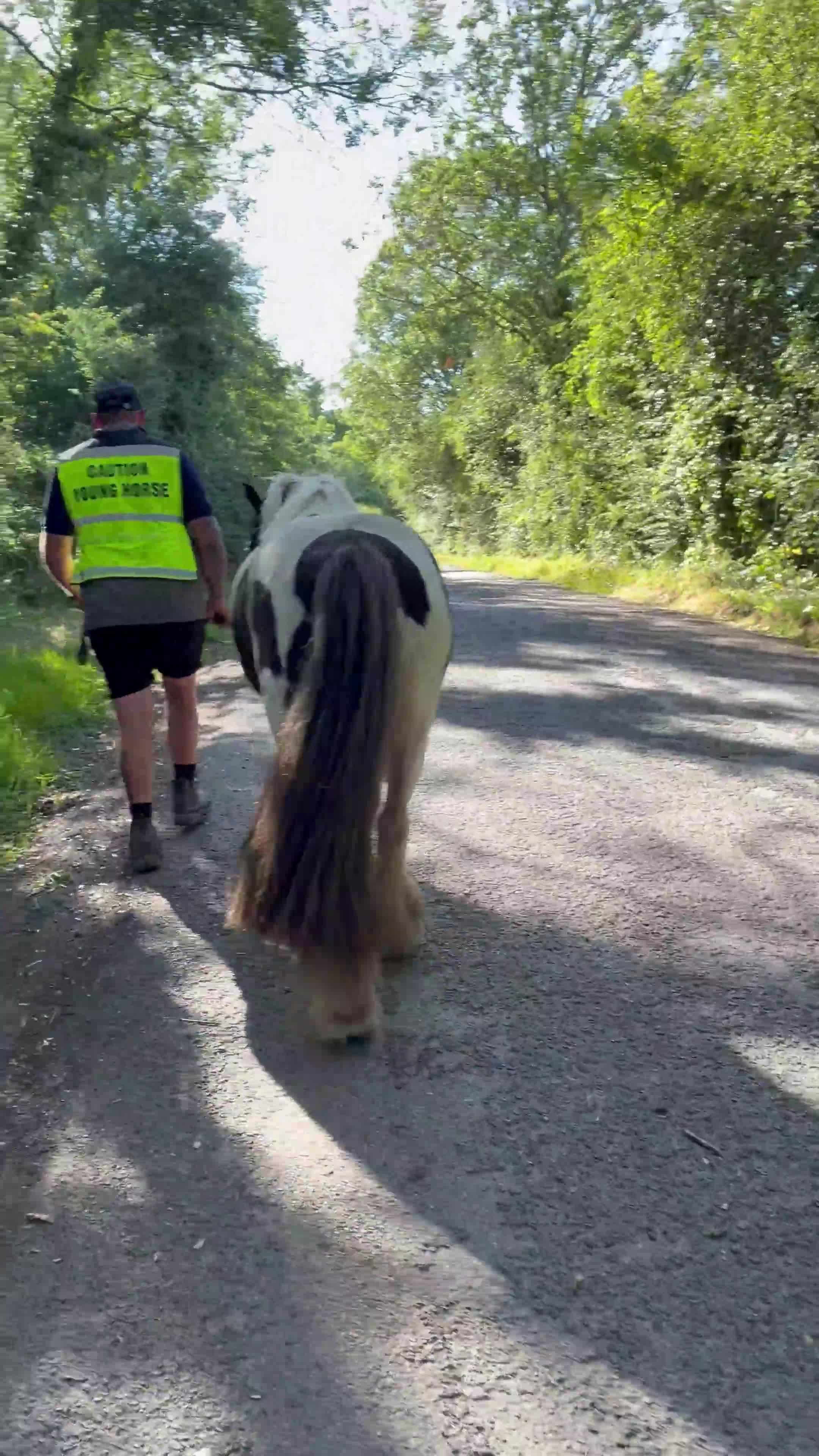 Irish Cob horses for sale: Tommy - 6 year old 13.1 Cob - Video 5