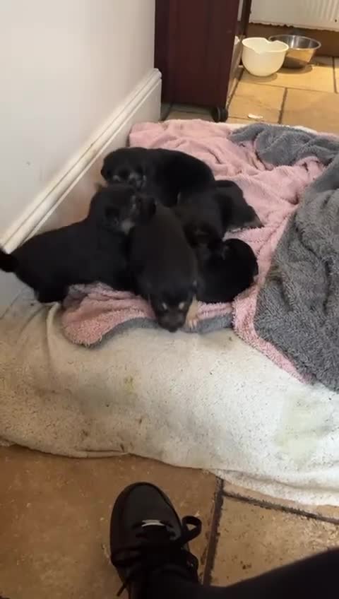 Mixed Breed dogs for sale: 5 shollie pups - Video 1