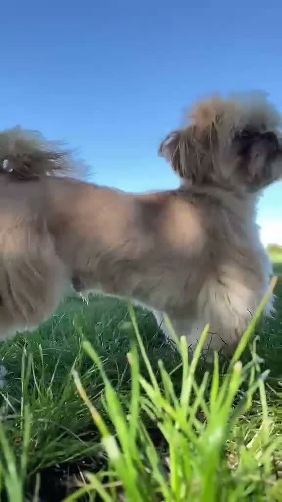 Shih Tzu dogs for sale: Stunning quality Imperial Shih Tzu boy puppies  - Video 2