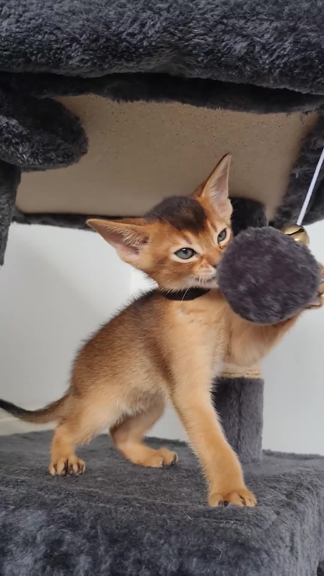 Abyssinian cats for sale: LAST TWO BOYS,champion line Abyssinian kittens🎖 - Video 4