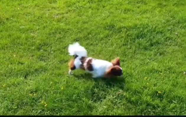 Chihuahua dogs for stud: Russian import - Heath Tested- Proven Stud - Video 2