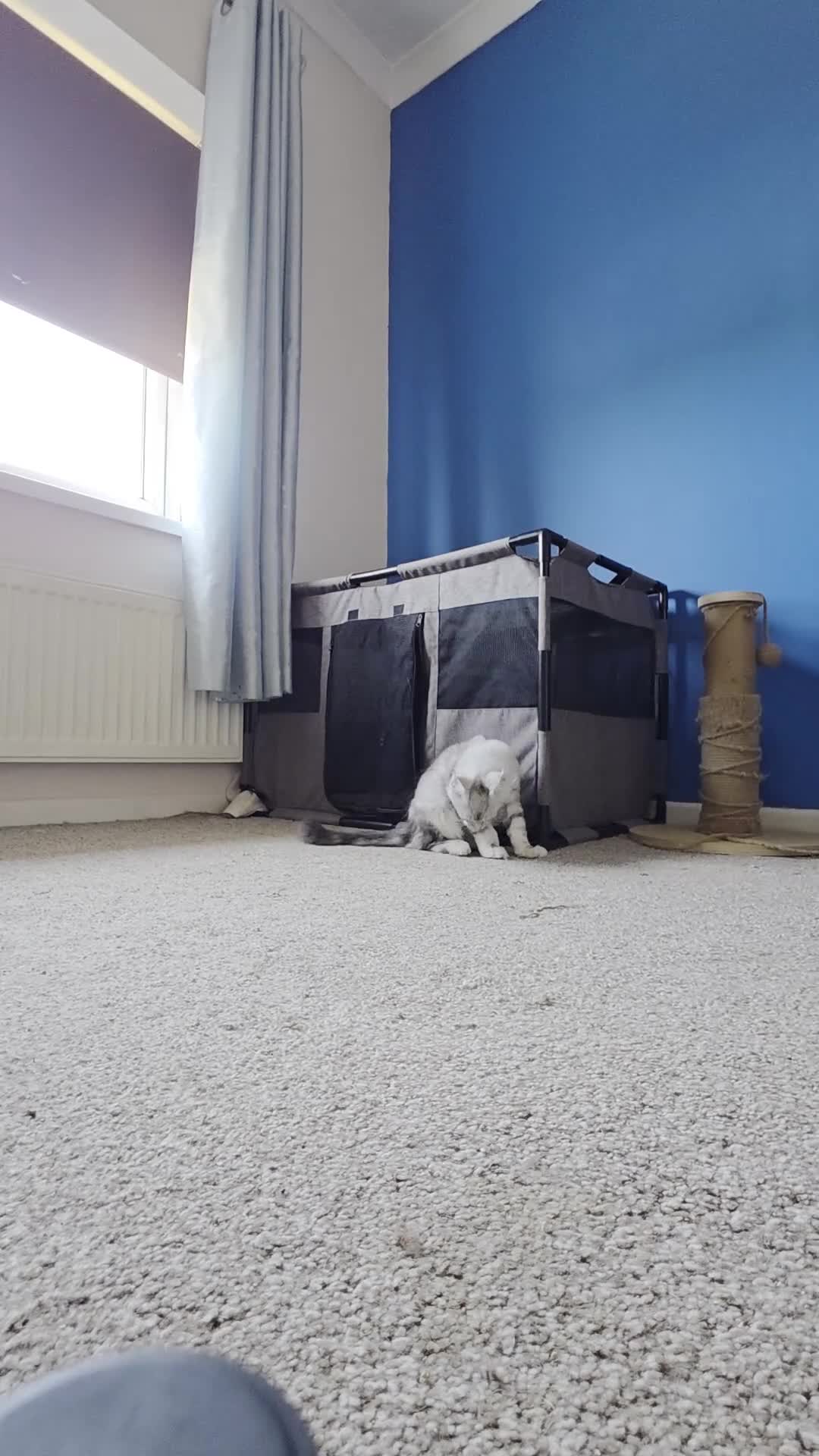 Maine Coon cats for sale: Ready Immediately. TICA 100% Maine Coon rare color - Video 1
