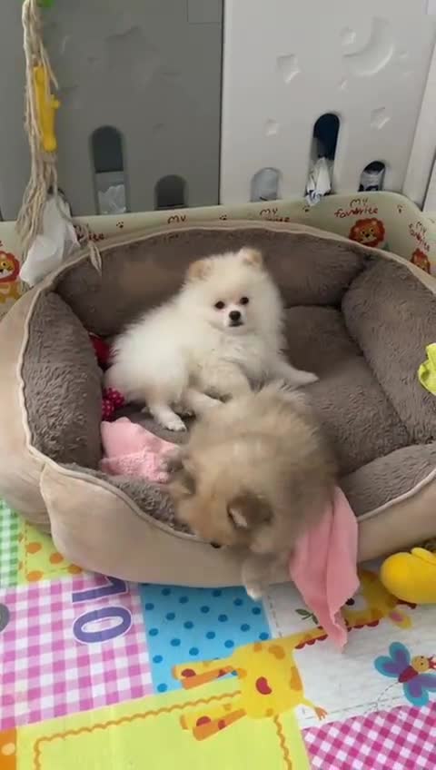 Pomeranian dogs for sale: Beautiful Pomerian Boy  - Video 1