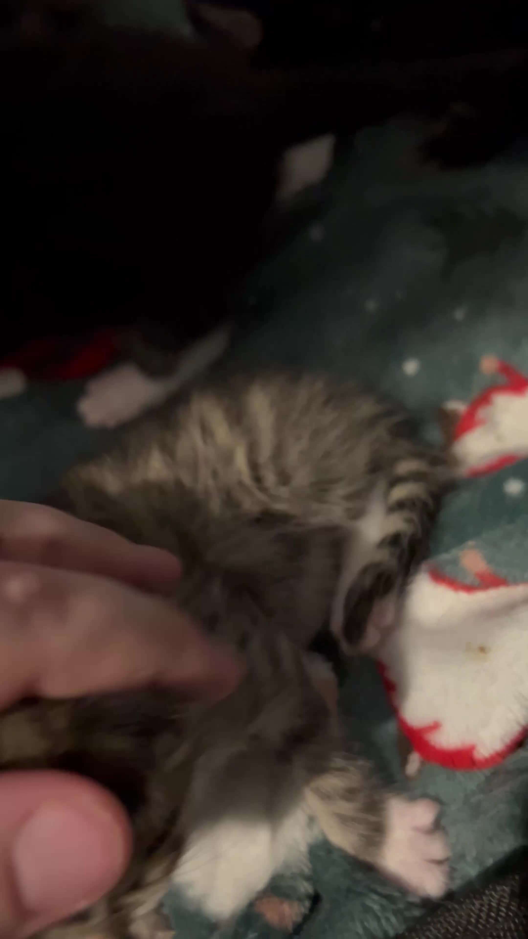 Mixed Breed cats for sale: Black Calico Tabby X American Wirehair Tabby - Video 3