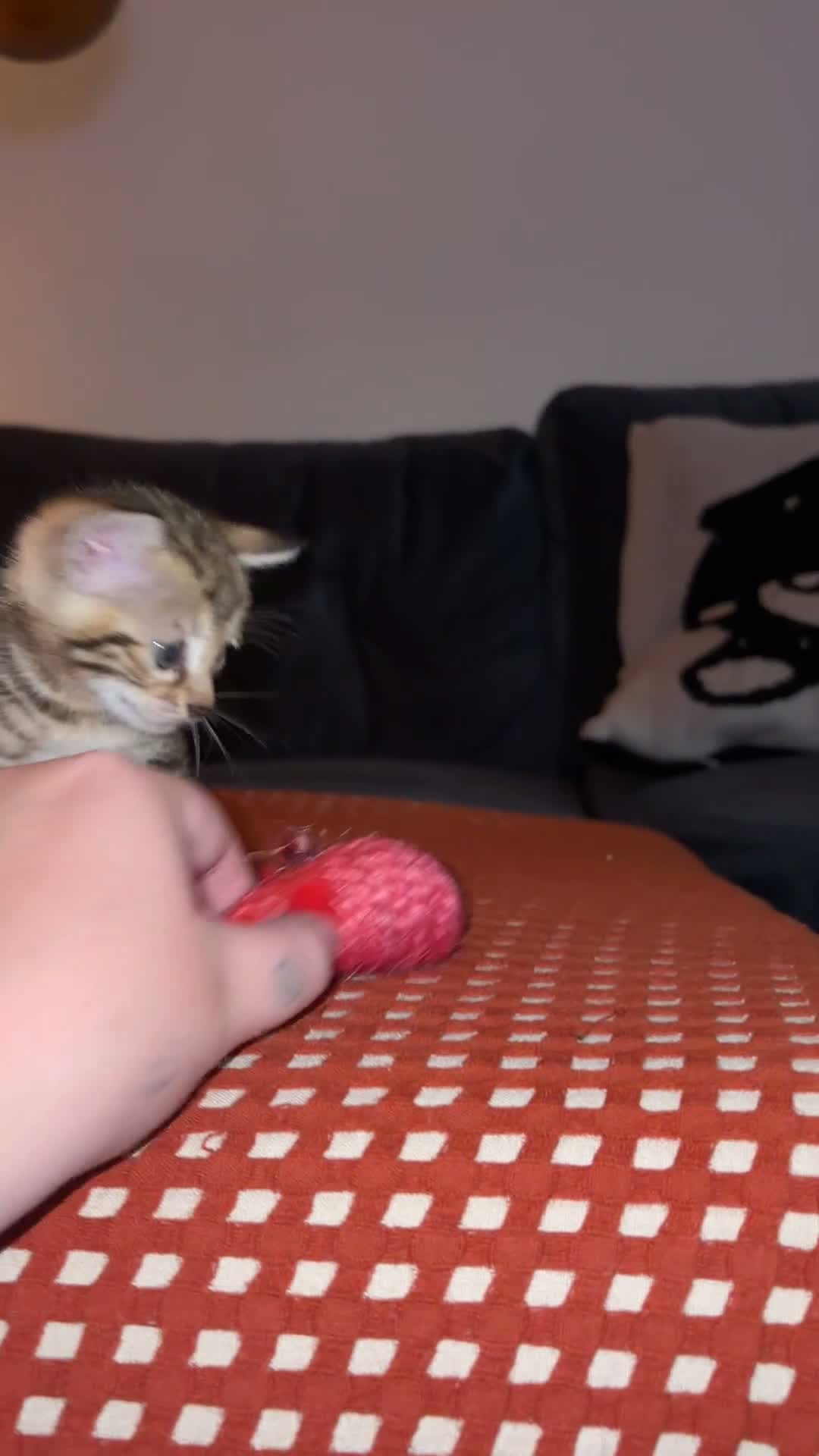 Bengal cats for sale: Bengal Kittens - Video 3