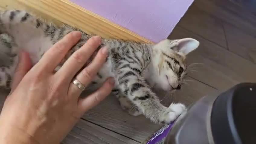 Domestic Shorthair cats for sale: 🐾Playful Kittens -Tabby or black/white🐾 - Video 2