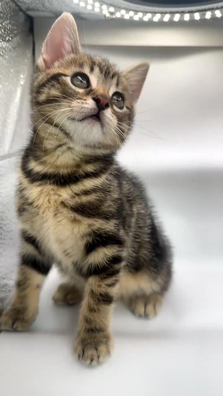 Pixie Bob cats for sale: Pixie bob girl  - Video 1