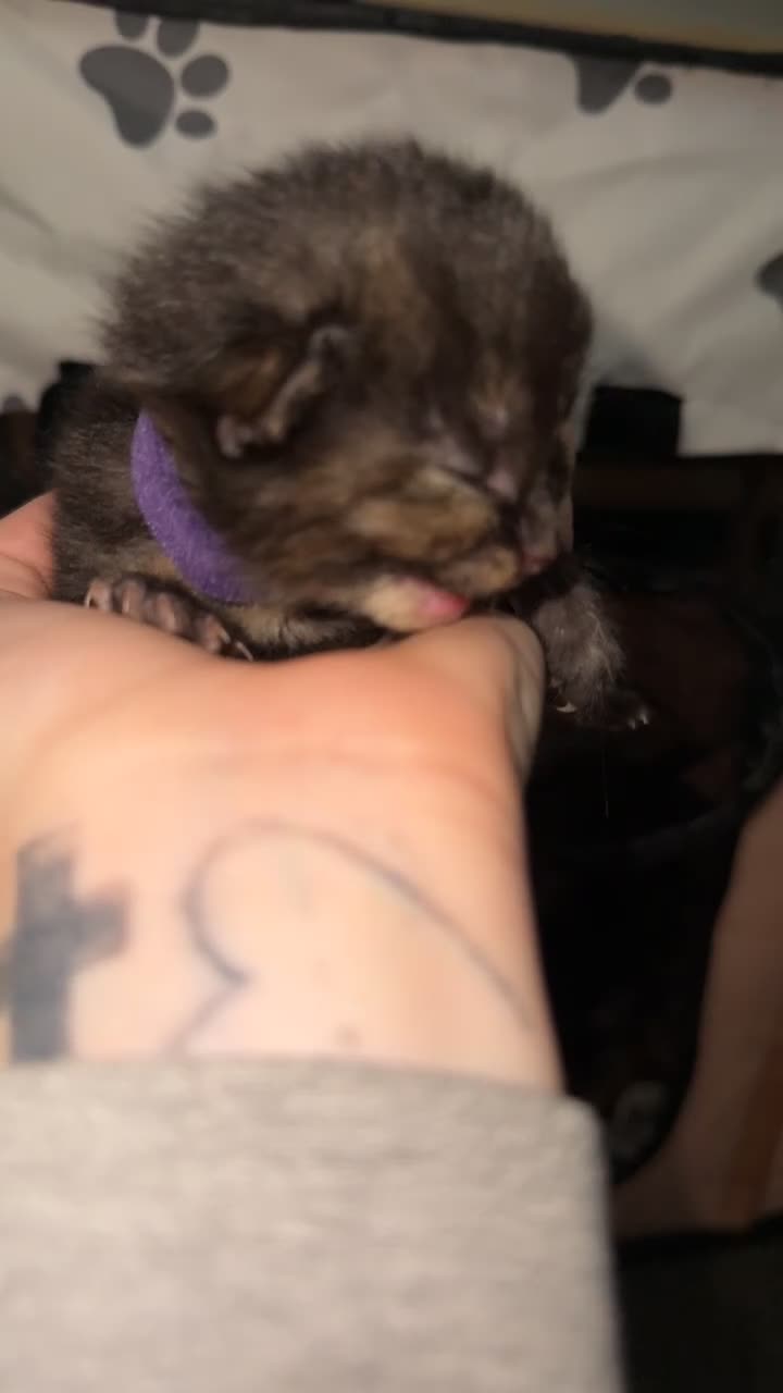 Mixed Breed cats for sale: 5 Tortoise shell kittens - Video 1