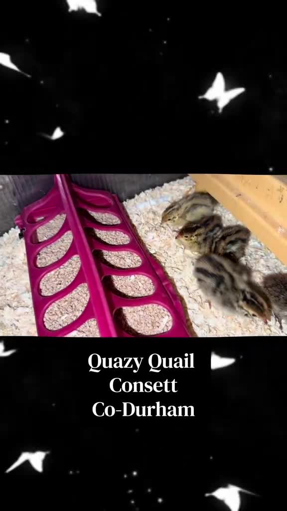 Quail poultry for sale: Quail eggs for sale.  - Video 1