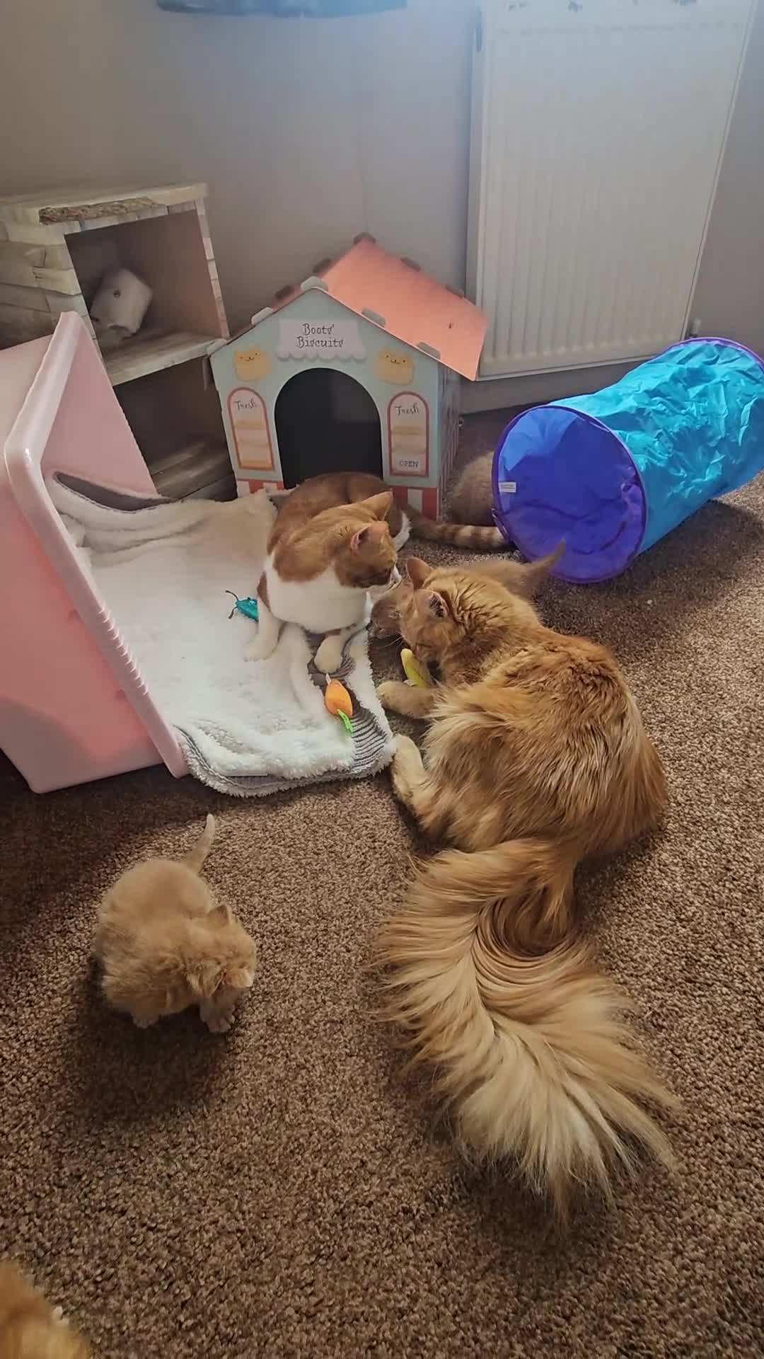 Mixed Breed cats for sale: Ginger Kittens ForSale - Video 1