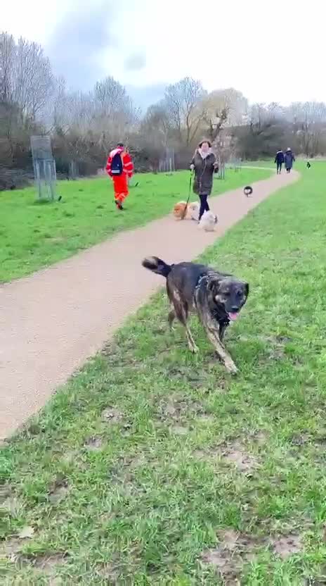 Mixed Breed dogs for adoption: Meet brilliant Bertie!!!  - Video 2