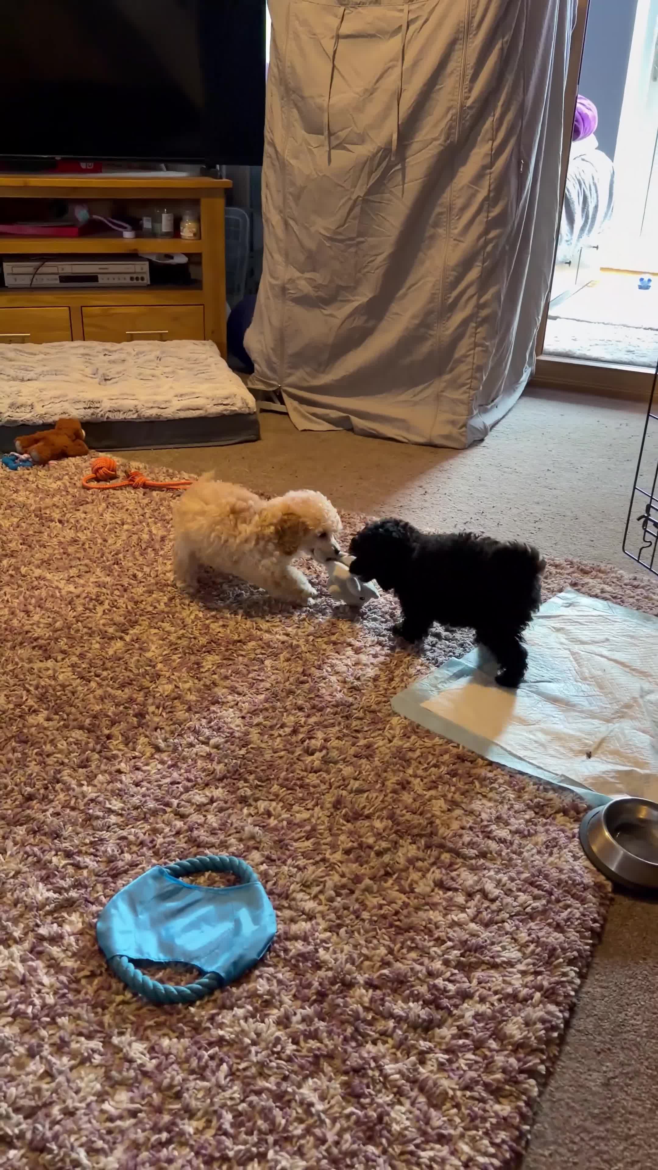Miniature Poodle dogs for sale: Beautiful Miniature Poodles Puppies!!  - Video 1