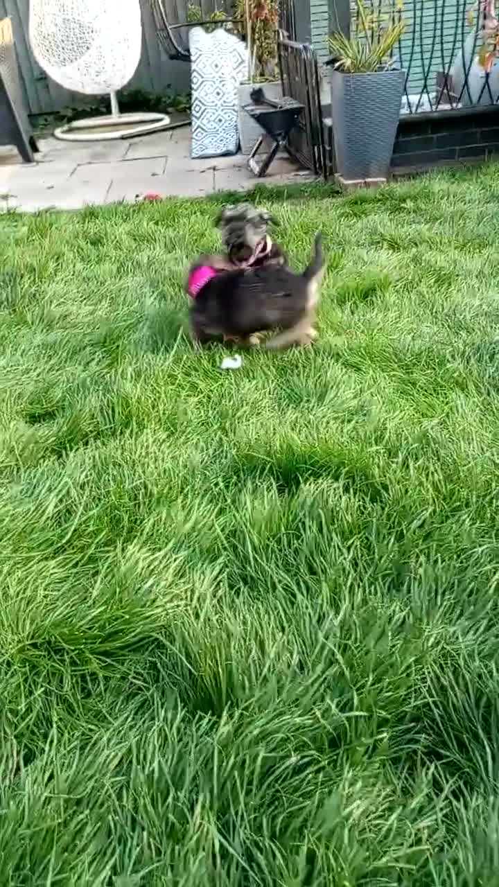 Miniature Schnauzer dogs for sale: Poppy mini schnauzer for sale in Burton-on-Trent - Video 1