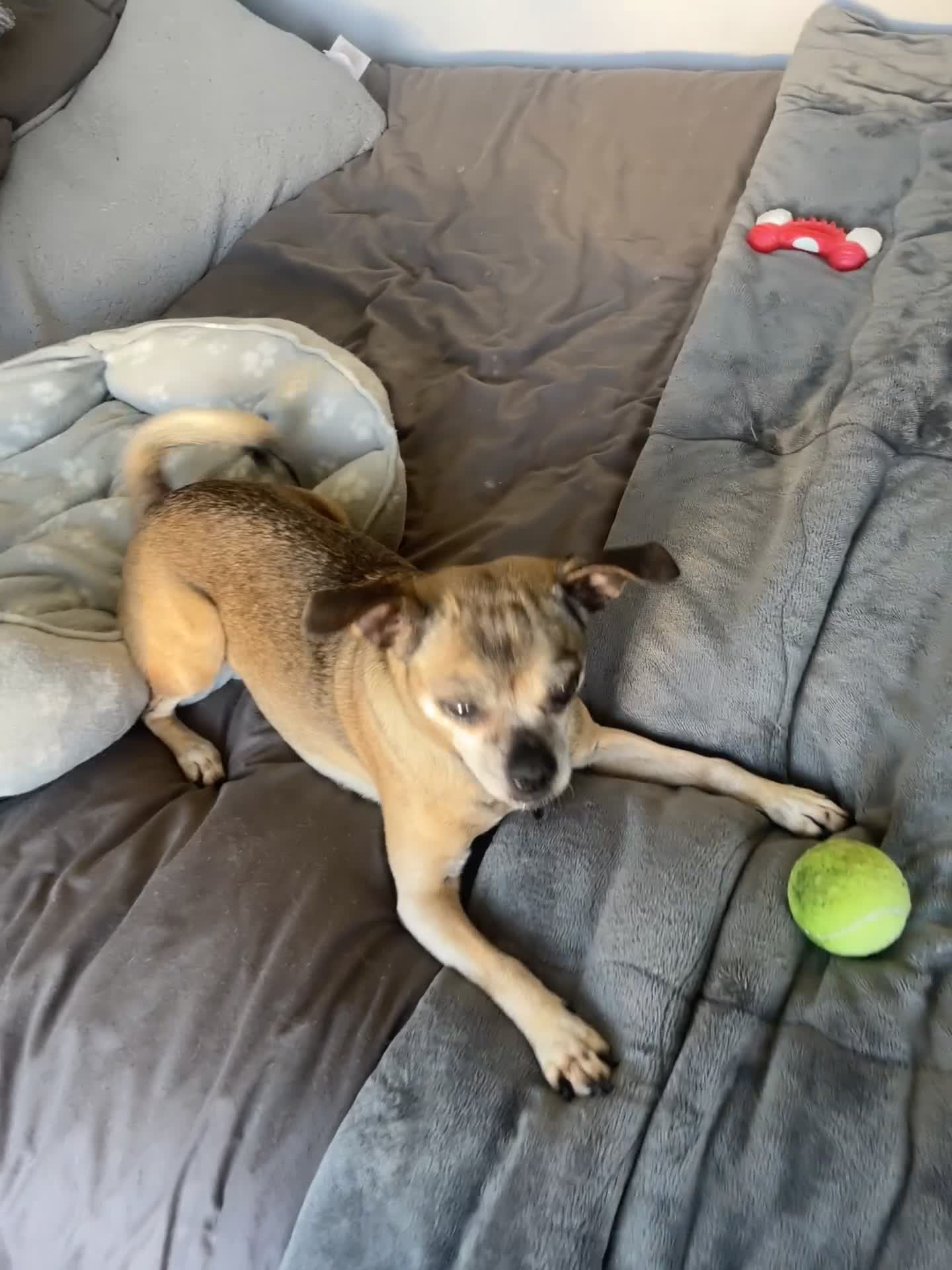 Chug dogs for sale: Lexi is looking for her forever home in Thornton-Cleveleys - Video 1