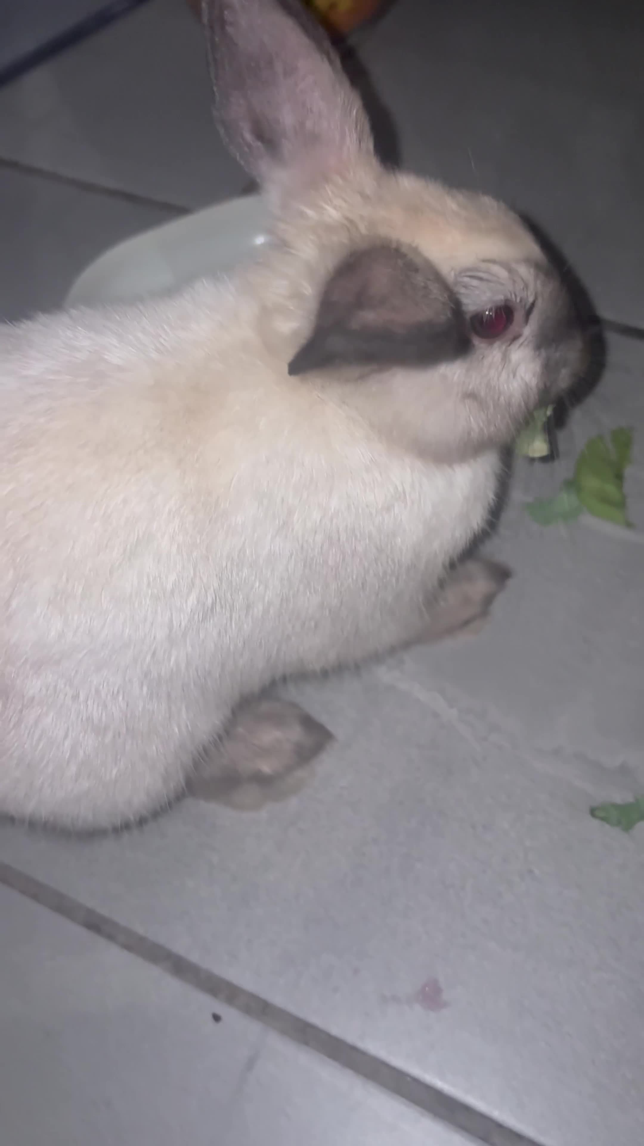 Harlequin rabbits for sale: Beautiful harlequin female rabbit  - Video 1