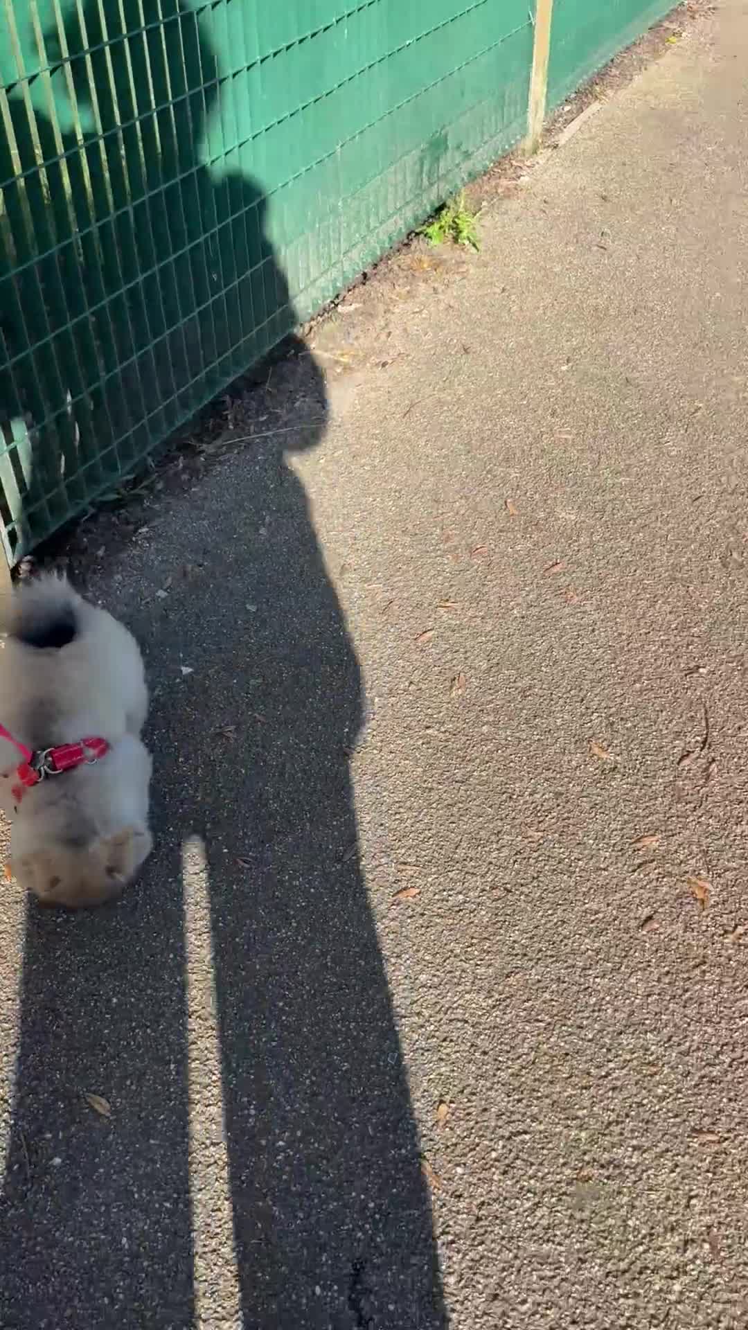 Pomeranian dogs for sale: Last female teddy face Pomeranian  - Video 1