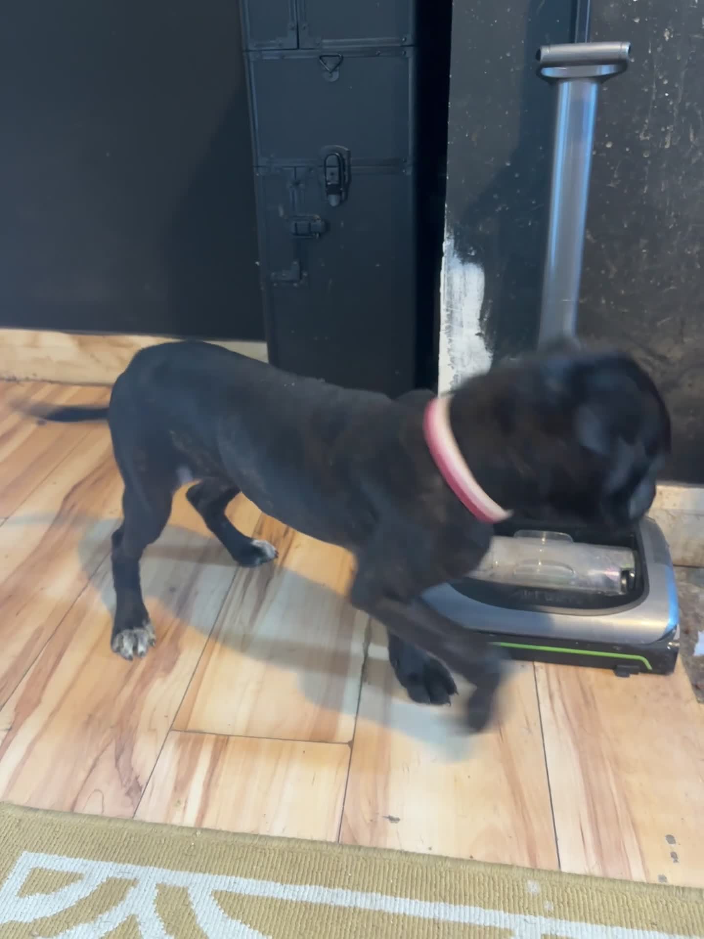 Cane Corso dogs for sale: Female cane corso in Stoke-on-Trent - Video 1