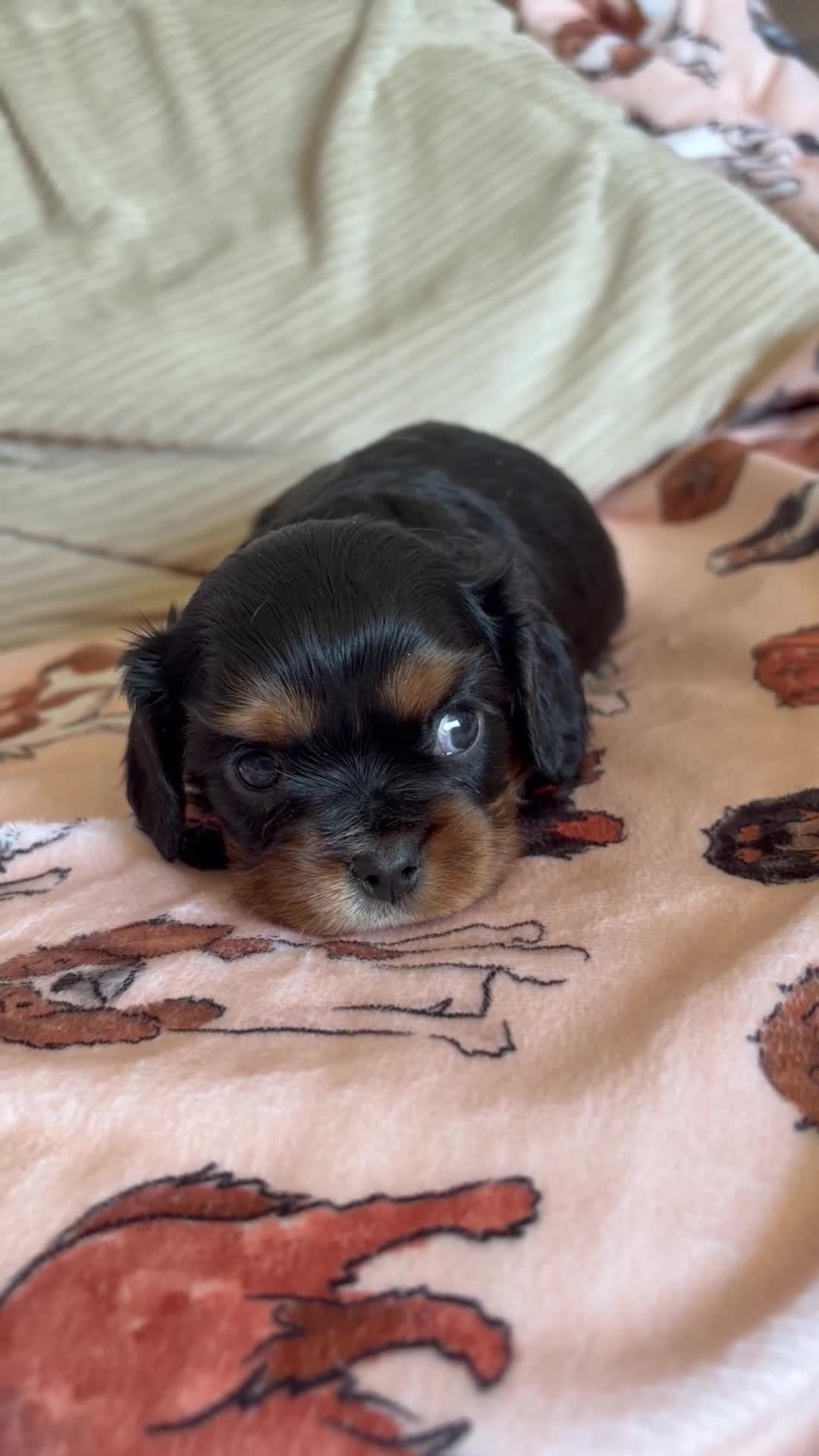 Cavalier King Charles Spaniel dogs for sale: Beautiful KC Reg Cavalier King Charles Girl  - Video 1