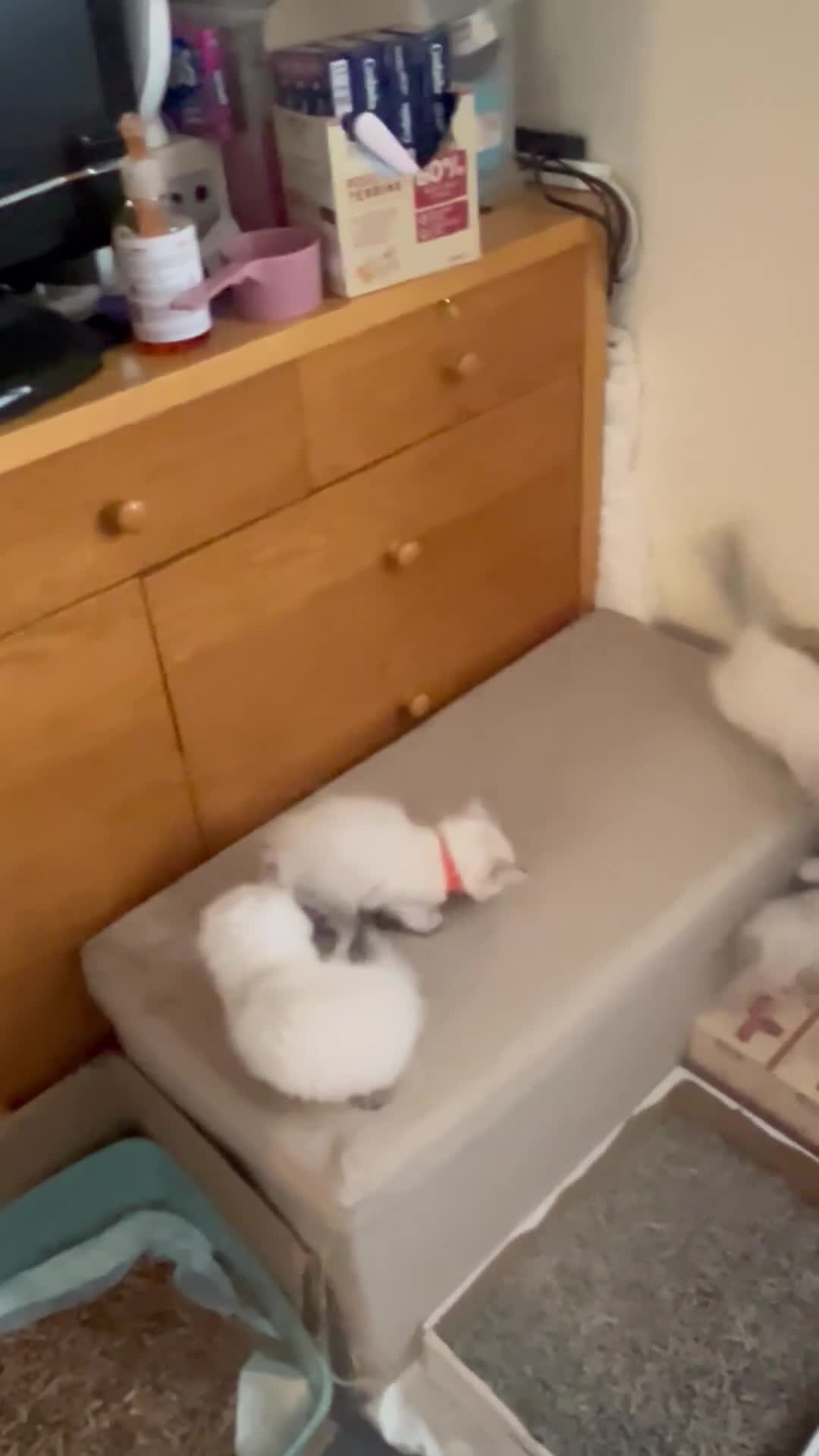 Mixed Breed cats for sale: Kittens for sale!  - Video 3