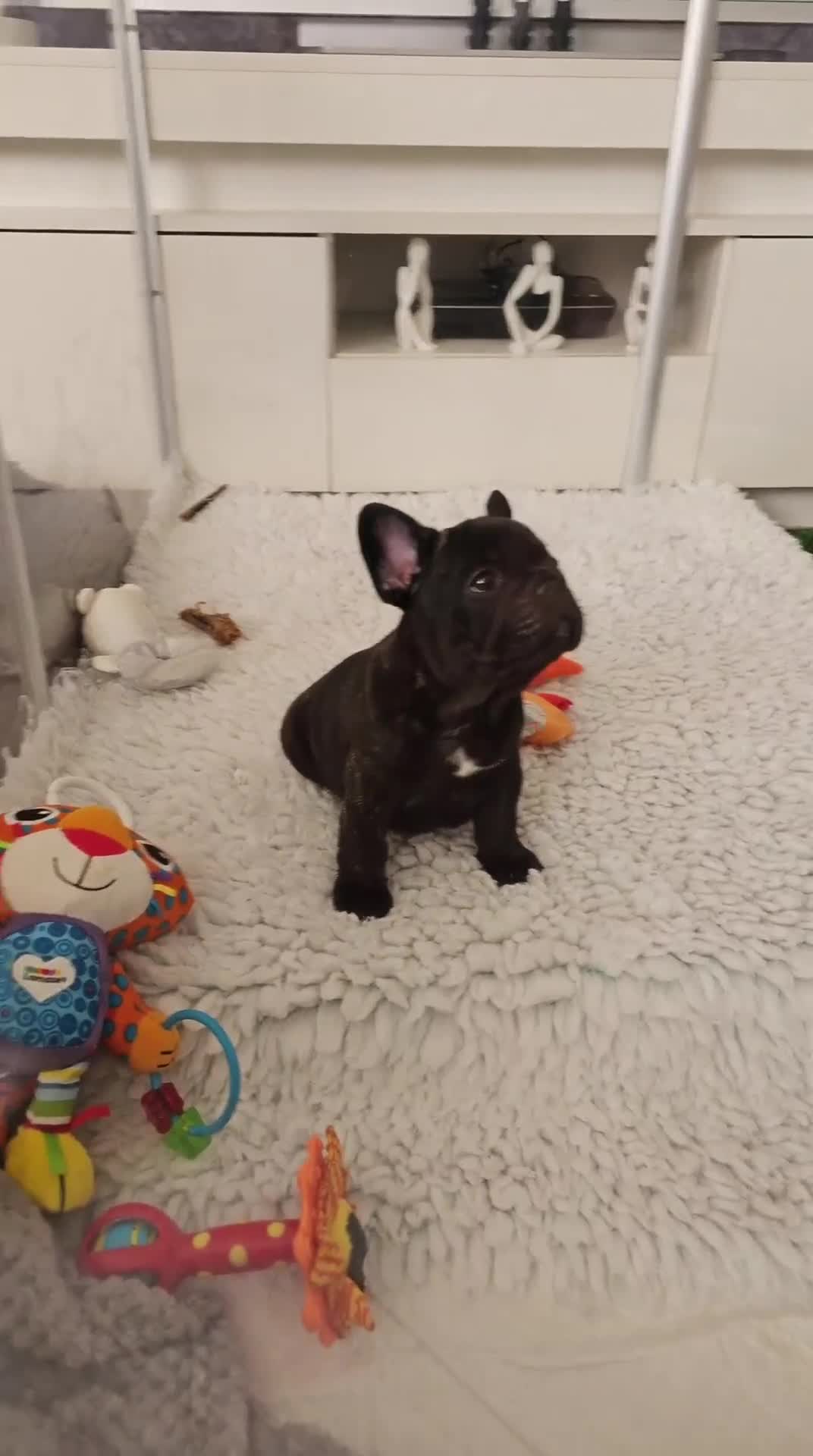 French Bulldog dogs for sale: KC QUALITY PUPPIES - Video 1