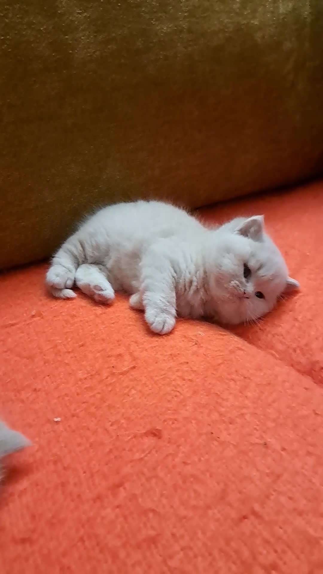 British Longhair cats for sale: Chunky BLH&BSH kittens. PETS ONLY - Video 2