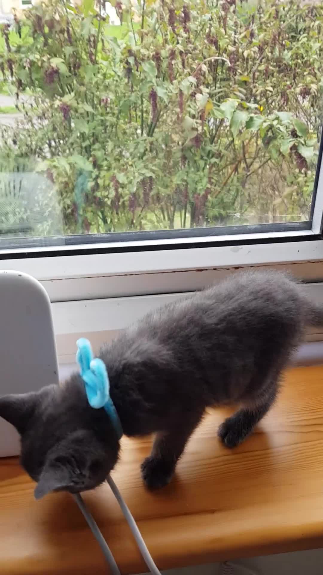 Mixed Breed cats for sale: Grey kittens  - Video 5