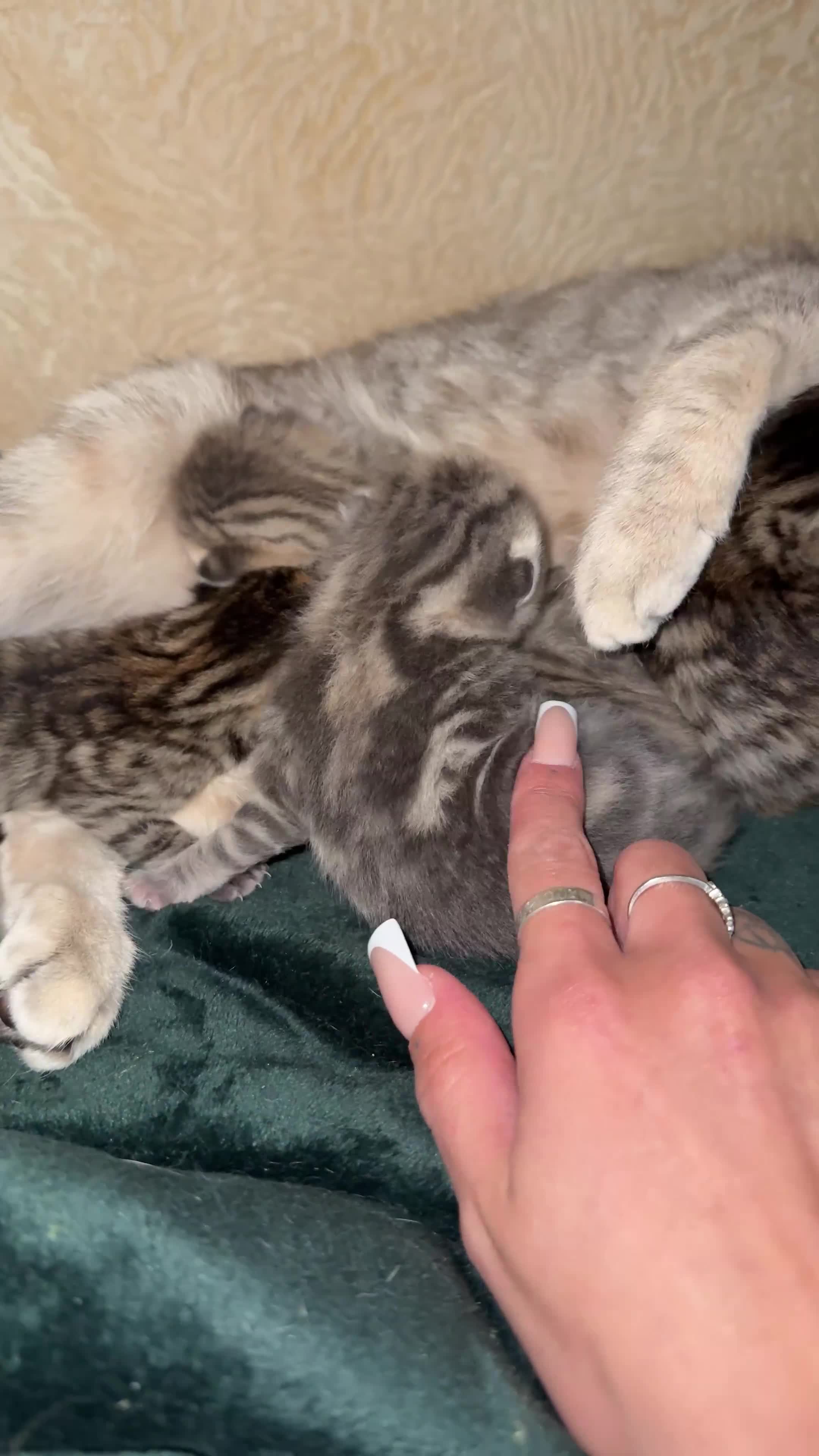 Mixed Breed cats for sale: 2 kittens for sale 🩵🩷 - Video 1