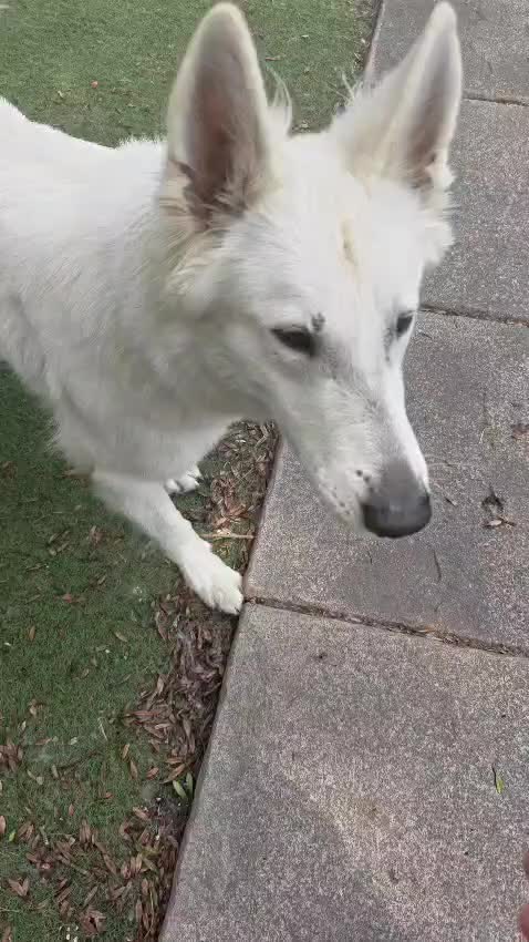 White Swiss Shepherd dogs for sale: Stunning female - Video 1